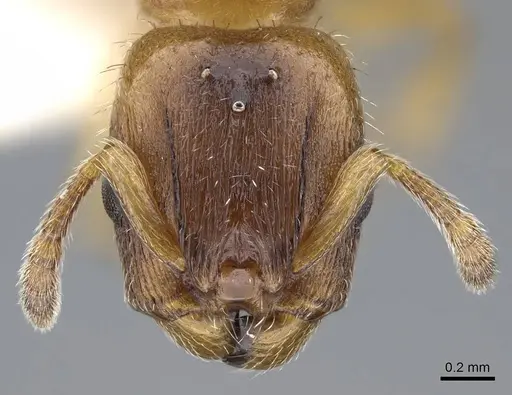 Harpagoxenus canadensis - CASENT0914975