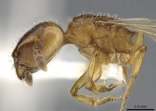 Harpagoxenus canadensis - CASENT0914975