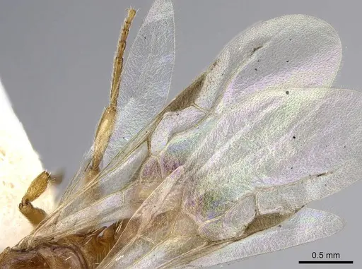 Harpagoxenus canadensis - CASENT0914975