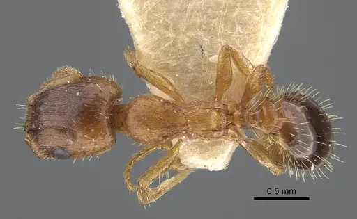 Harpagoxenus zaisanicus specimen