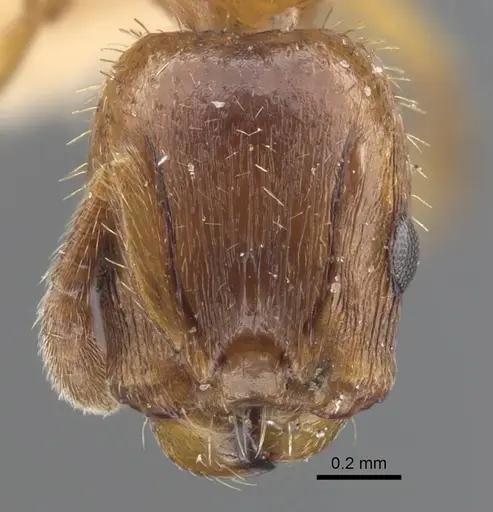 Harpagoxenus zaisanicus specimen