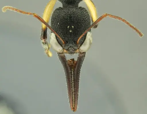 Harpegnathos alperti specimen