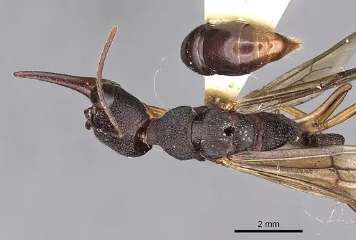 Harpegnathos hobbyi specimen