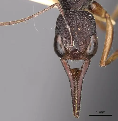 Harpegnathos hobbyi specimen