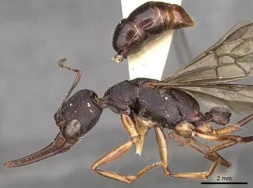 Harpegnathos hobbyi specimen