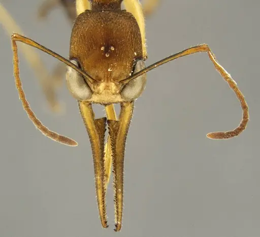 Harpegnathos honestoi specimen