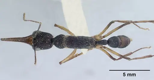 Harpegnathos macgregori specimen