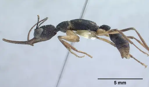 Harpegnathos macgregori specimen