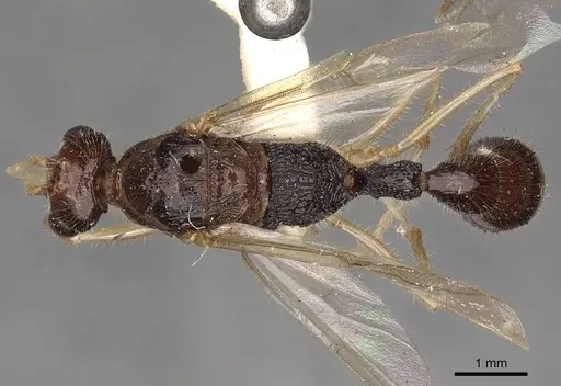 Harpegnathos medioniger specimen