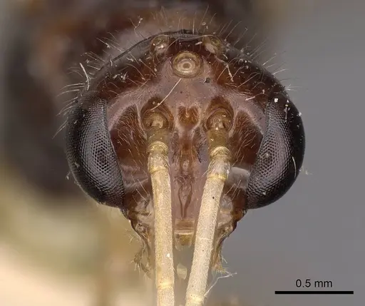 Harpegnathos medioniger specimen