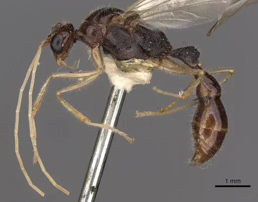 Harpegnathos medioniger specimen