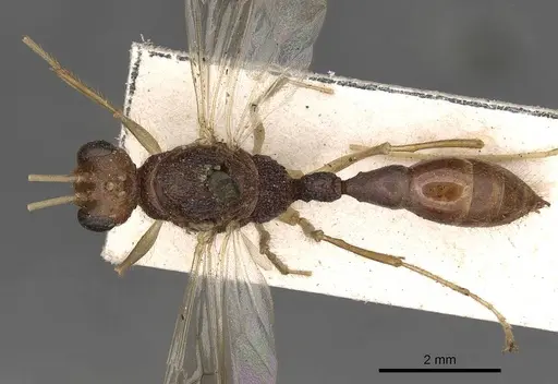 Harpegnathos pallipes specimen