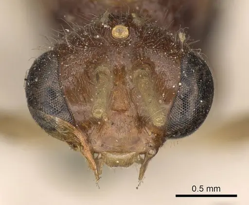 Harpegnathos pallipes specimen