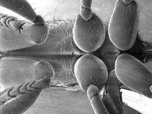 Harpegnathos saltator specimen