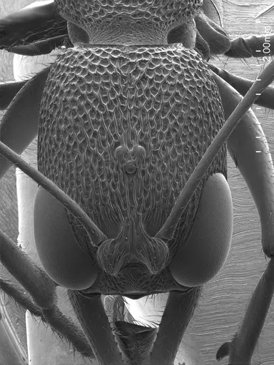 Harpegnathos saltator specimen