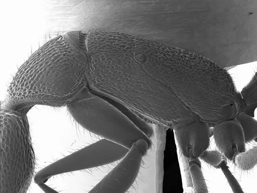 Harpegnathos saltator specimen