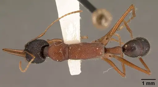 Harpegnathos saltator - CASENT0101783