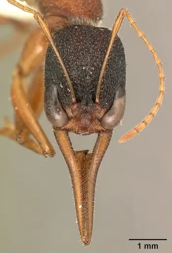 Harpegnathos saltator - CASENT0101783