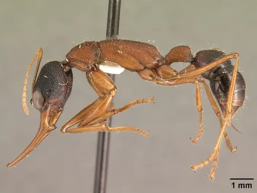 Harpegnathos saltator - CASENT0101783