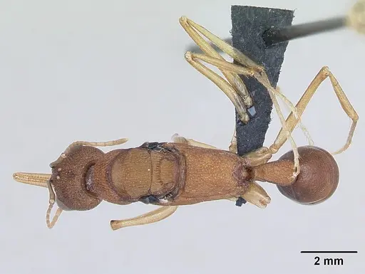 Harpegnathos saltator - CASENT0173581