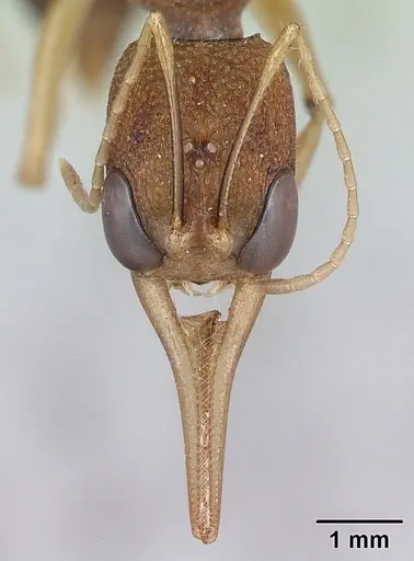Harpegnathos saltator - CASENT0173581