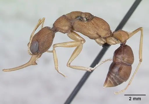 Harpegnathos saltator - CASENT0173581