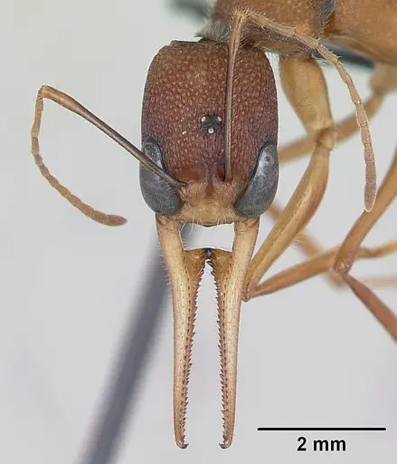 Harpegnathos saltator - CASENT0173582