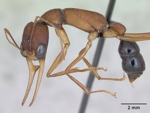 Harpegnathos saltator - CASENT0173582