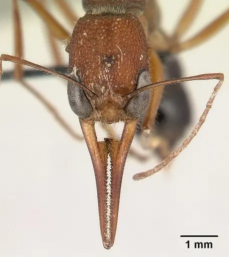 Harpegnathos saltator - CASENT0179535