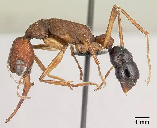 Harpegnathos saltator - CASENT0179535