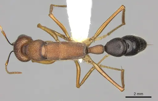 Harpegnathos saltator - CASENT0260424