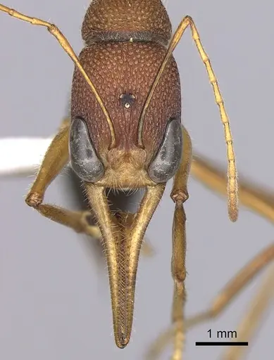 Harpegnathos saltator - CASENT0260424