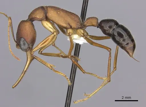 Harpegnathos saltator - CASENT0260424