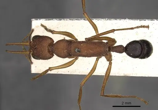 Harpegnathos saltator - CASENT0900659