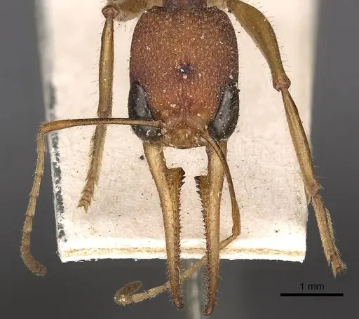 Harpegnathos saltator - CASENT0900659