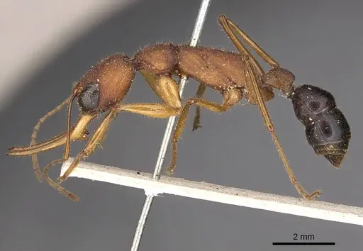 Harpegnathos saltator - CASENT0900659