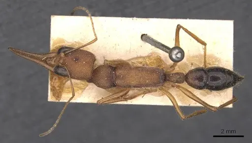 Harpegnathos saltator - CASENT0907213