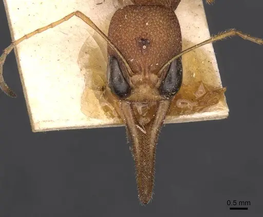 Harpegnathos saltator - CASENT0907213
