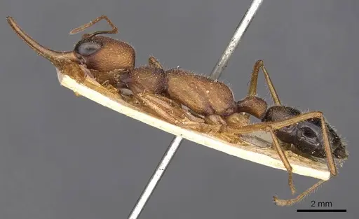 Harpegnathos saltator - CASENT0907213