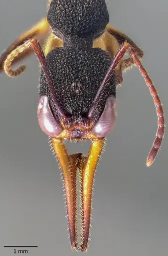 Harpegnathos venator specimen