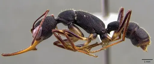 Harpegnathos venator specimen