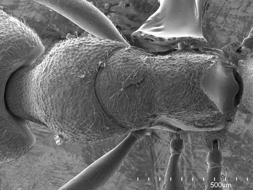 Heteroponera brounii specimen