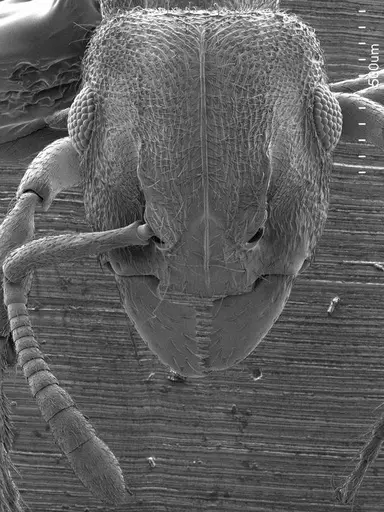 Heteroponera brounii specimen