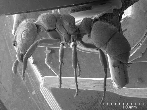 Heteroponera brounii specimen