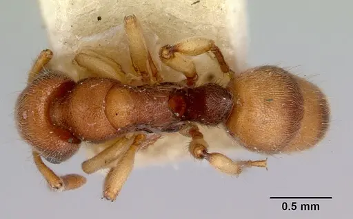 Heteroponera brounii - CASENT0172105