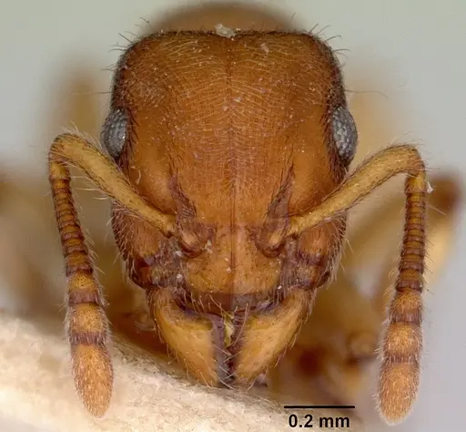 Heteroponera brounii - CASENT0172105