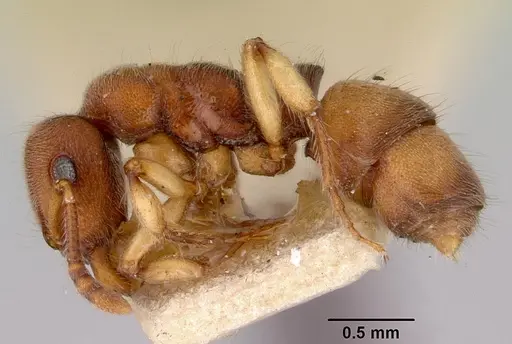 Heteroponera brounii - CASENT0172105