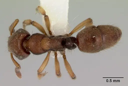 Heteroponera brounii - CASENT0172107