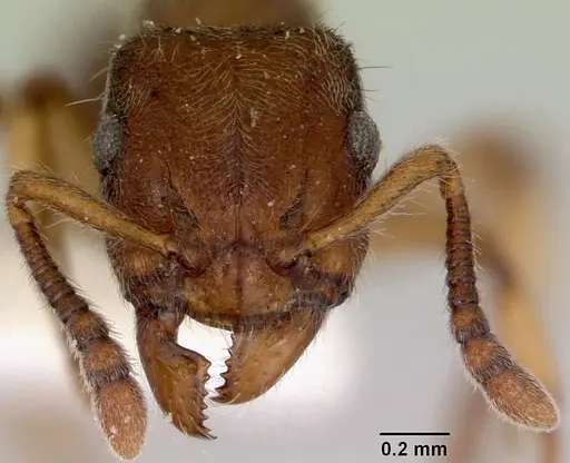 Heteroponera brounii - CASENT0172107