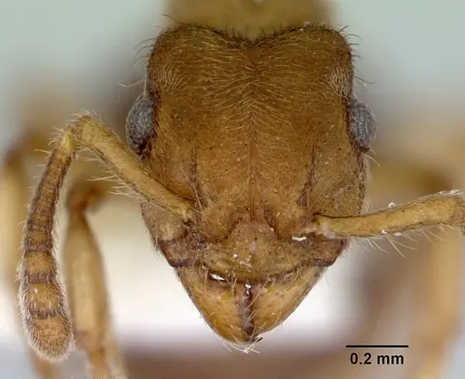 Heteroponera brounii - CASENT0172108